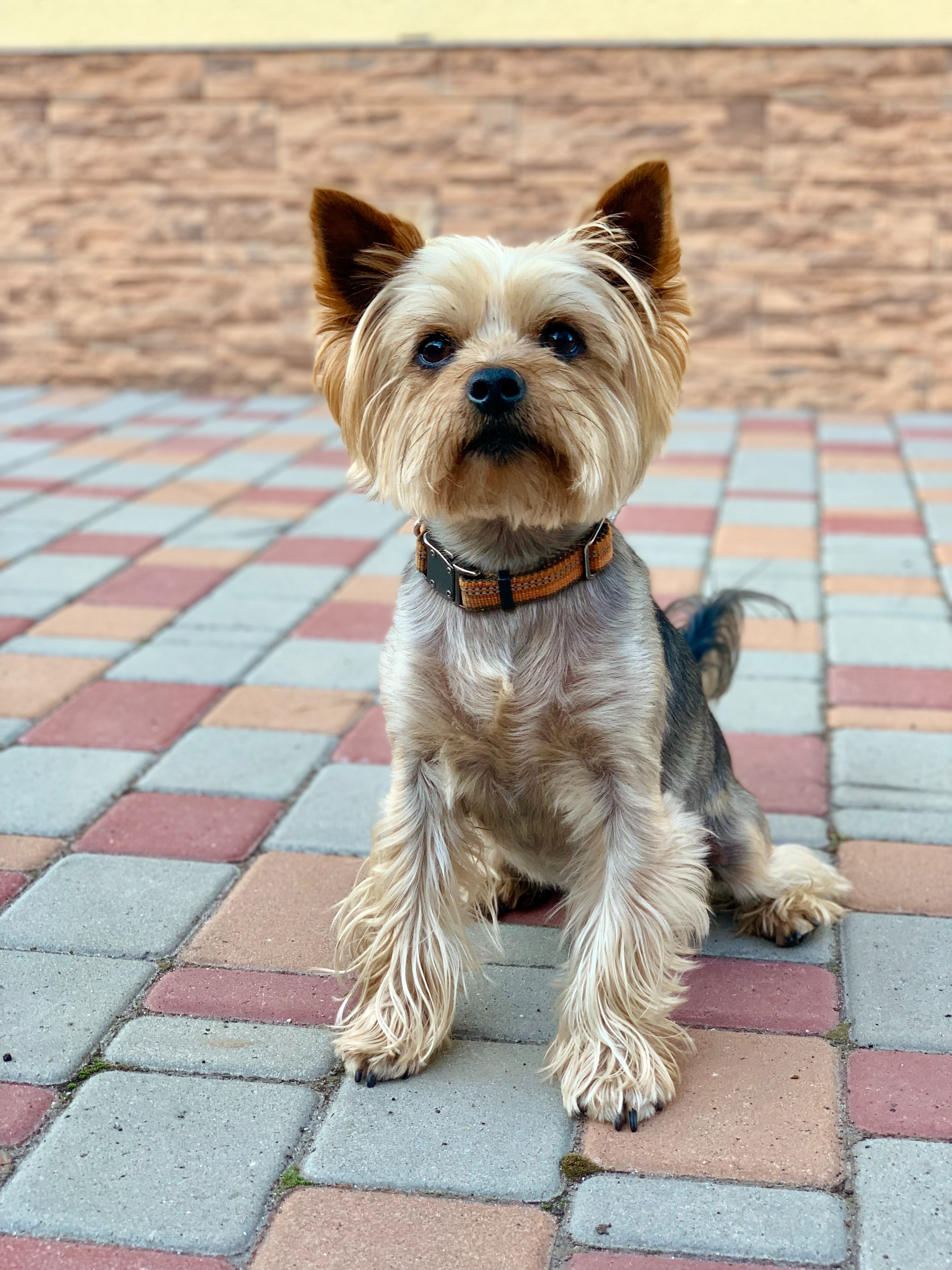 Yorkshire terrier best sale adult size